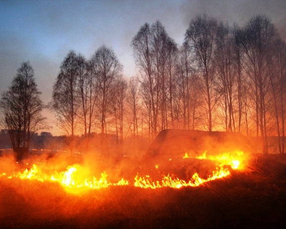 Русских поручил уделить особое внимание ситуации с лесными пожарами