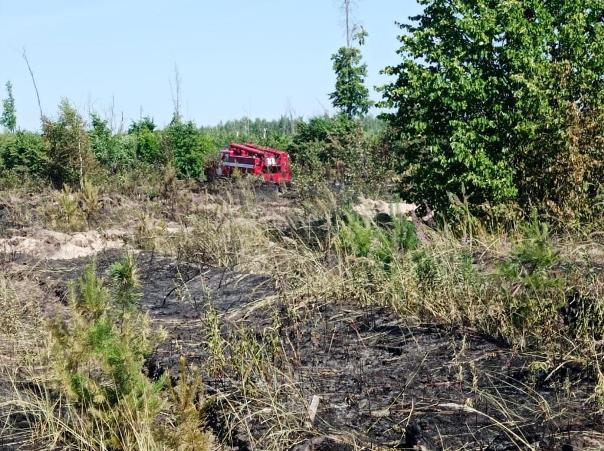 В Новоспасском лесничестве гроза вызвала пожар