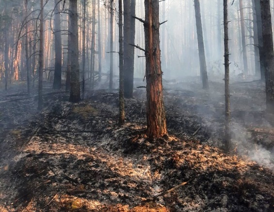 В лесах Ульяновской области ликвидировано 16 пожаров