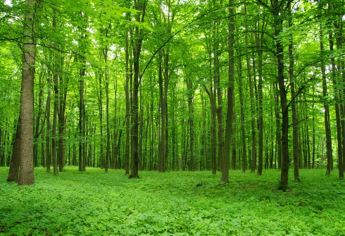 В Ульяновской области продолжается реализация проекта «Сохранение лесов»