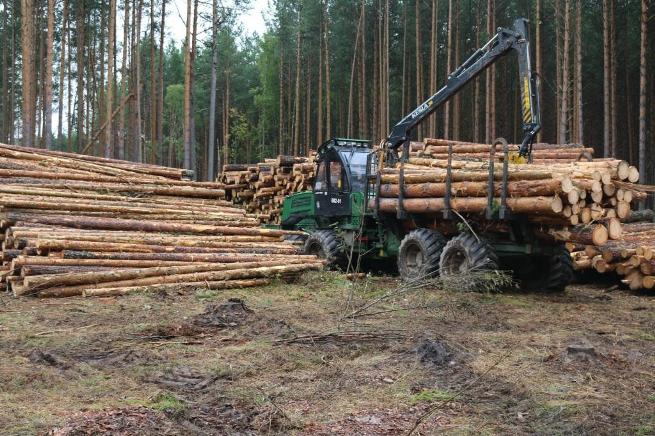ФСБ: Димитровградец незаконно вырубал лес