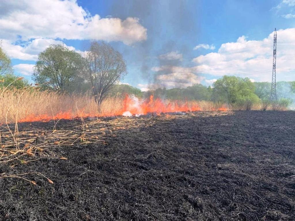 Площадь пожар в экопарке «Черное озеро» Ульяновска составила 500 «квадратов»